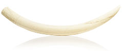 Elfenbein Zahn 4,4 kg 78cm CITES Nummer DE-74, für Vergrösserung bitte hier klicken!