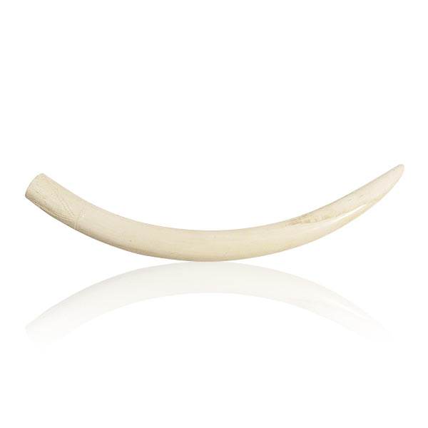 Elfenbein Zahn 4,40kg 78cm CITES Nummer DE-74